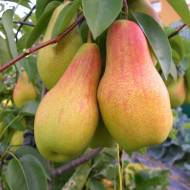 Саджанець Груша Парижанка